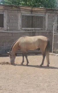اسب نریون کورد
