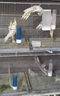 عروس هلندی سخن گو