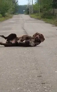 سگ گمشده