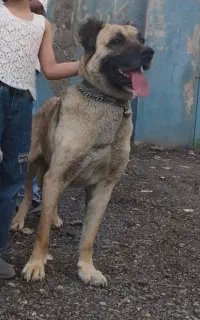 سگ سرابی ماده قد بالای ۸۰