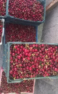 گیلاس عمده و خرده