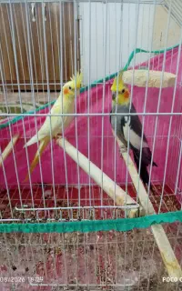 نر و ماده جفت