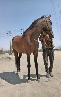فروش فوری اسب مادیون کره 2سال