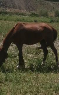 مادین با کوری نر باری وسواری
