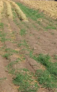 سیرخشک علفی
