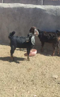 جفت بزغاله ماده به ضمانت