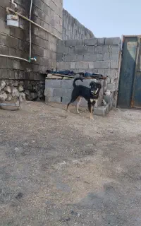 سگ گمشده