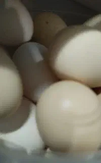 تخم محلی نطفه دار