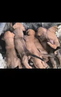 توله مالینیوز