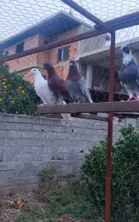 کبوتر پرشی