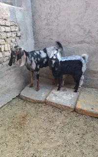 بز و بزغاله
