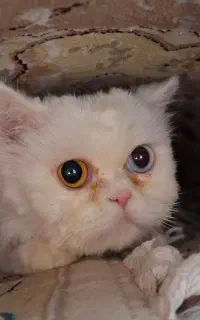 پرشین سوپر فلت