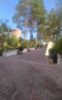 فروش ۷ نفر درخت خرما