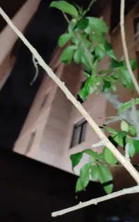 گوشی سیامی ۱۱S poro