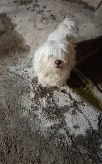 سک پا کوتاه