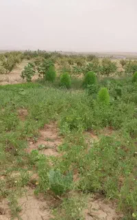 زمین کشاورزی به همراه اب