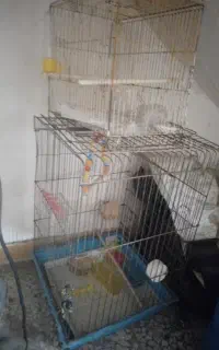 قفس پرنده