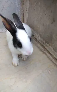خرگوش