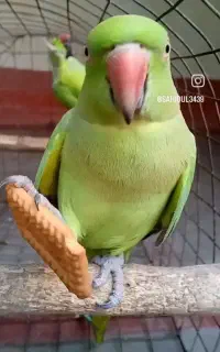 یه عدد ملنگو سبز امشب گم شده ریشهر