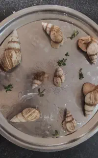 حلزون