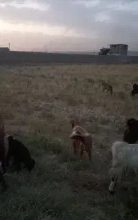 شش تا کهره نر