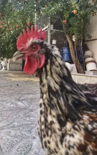خروس رسمی . قربانی