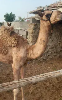 شتر