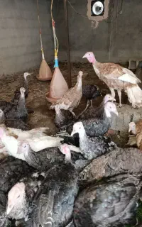 فروش بوقلمون برنز و بوربون ۳/۵ ماهه