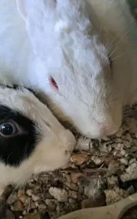 حیوانات