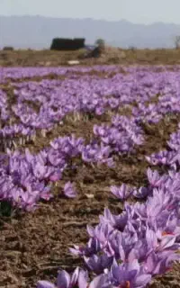 نیروی کار جهت جمع اوری زعفران