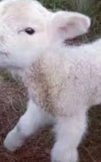 بره شیری هام