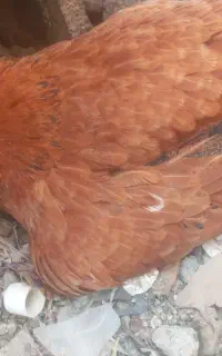 مجسمه مرغ کت