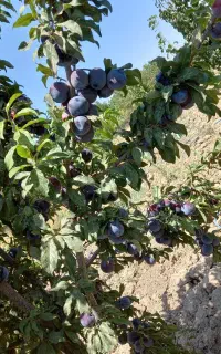 آلو شابلون اختری درجه 1