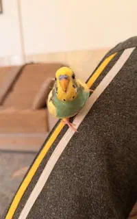 مرغ عشق گمشده