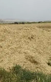 کاه گندم کمباینی خریداریم