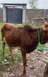 ورزا،گاو،لیشه