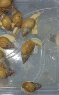 حلزون البینو