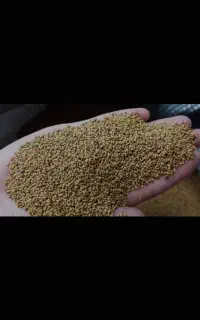 بذر یونجه محلی اصل