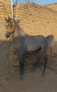 نریان۳سال تاحدودی سواری شده
