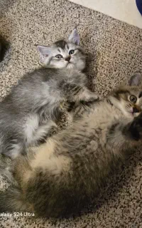 بچه گربه 2ماهه پریشن