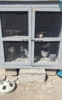 لانه و کبوتر