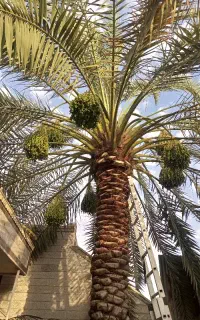 تمیز کردن نخل چیدن محصول نخل قطع نخل لقاح نخل