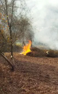 هرس باغات