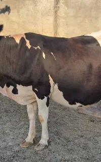 1عدد گاو همدانی ابسته جوان معاوضه