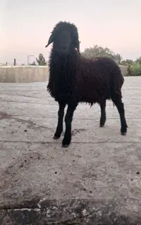 بره هترو