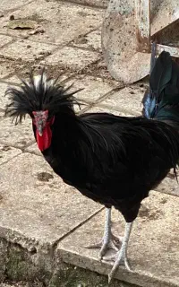 خروس لهستانی