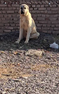 سگ گلگی دهن پاک