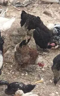 مرغ محلی تخمگذار وکرچ ،اردک،غاز،ایسونم