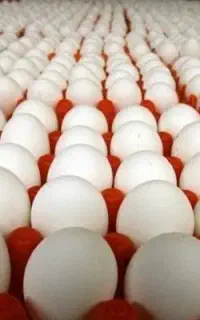 فروش تخم مرغ روز به قیمت عمده