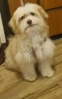 واگذاری سگ تریر نر ۴ ماهه